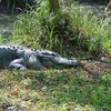 Alligator_at_lousiana_pottery_thumb