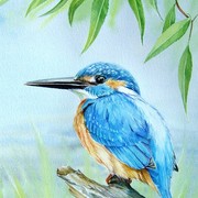 Kingfisher_card