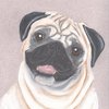 Pug6_thumb