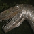 Tn300dino2006_119_tiny_square