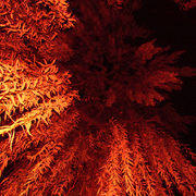 Red_tree_card
