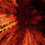 Red_tree_tiny_square