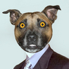 111_doghead_thumb