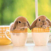 Bunny-cups_thumb