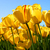 Tulips_tiny_square