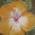 Hibiscus_tiny_square