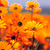 Garden_tiny_square