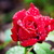 173_tiny_square
