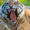 Roar_thumb