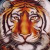 Tigris_thumb
