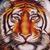 Tigris_tiny_square