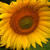 Sun_tiny_square