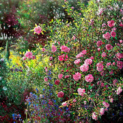 Rose_garden1_160x110cm_card