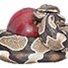 Snake_avatar_thumb