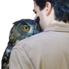 Meowl2_copy_thumb