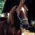 Aurie_tiny_square