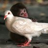 1189791634_monkey_thumb