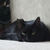File3801262190173_tiny_square