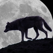 Moonlight_shadow__avatar__card