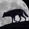 Moonlight_shadow__avatar__thumb