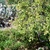 Frigiliana_1_tiny_square