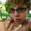Cherry_thumb