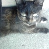 Kitty_thumb
