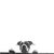 Cphill_16_tiny_square