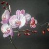 Pink_orchids_800_thumb