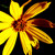Flower_tiny_square