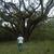 Angel_oak_tree_tiny_square