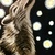 Howlin__tiny_square