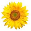 Sunflower_thumb