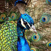 Peacock1_card