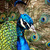 Peacock1_tiny_square