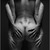 Tumblr_lwxnfi4l4t1qatbxqo1_500_tiny_square