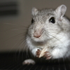 Dad_close_up_holding_sunflower_seed_thumb