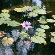 Garden3_card