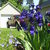 100_1761_tiny_square