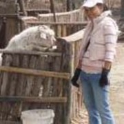Resize_of_kambing_card