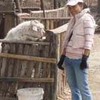 Resize_of_kambing_thumb