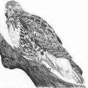 Hawk_card
