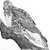 Hawk_tiny_square