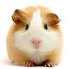 Images_thumb
