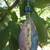 Blue_moon_tiny_square