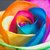 Rainbow-roses06_tiny_square
