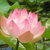 1663153-lotus-flower-0_tiny_square