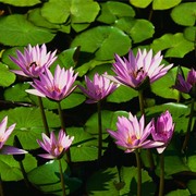 Water_lilies_card