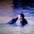 Daulphin_2__400x300__tiny_square