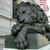 Corcoranlion_tiny_square